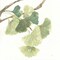 Gingko Leaves I on White Poster Print by Chris Paschke - Item # VARPDX30858